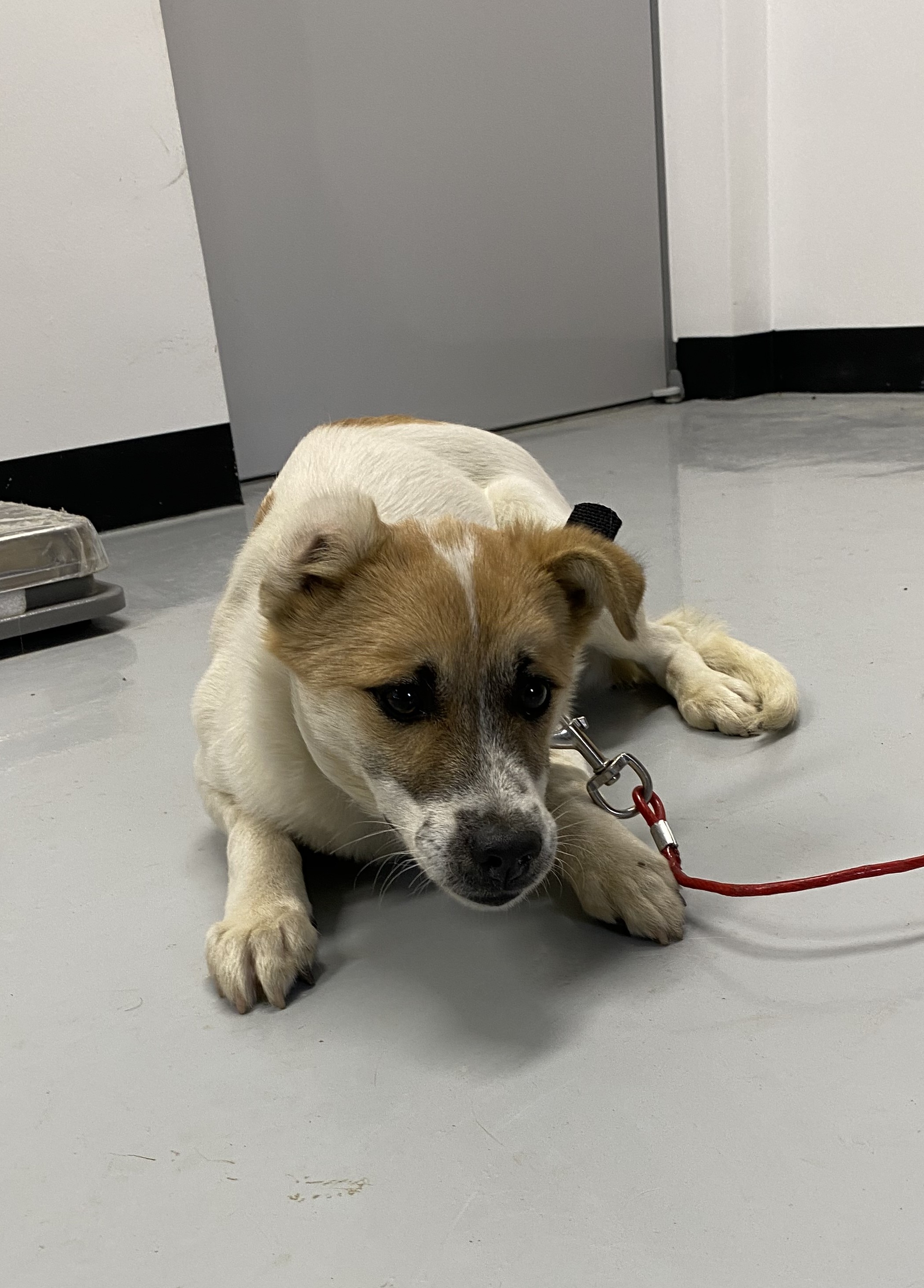 구미시 동물보호센터_447508202501669